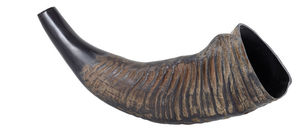 Disfraz de Cuerno de Búfalo de Agua, Talla Personalizada, Modelo 4648, Color Natural Pulido, Talla Personalizada IN;34648 BH-002 Europa Horn T/T - Product Image 3