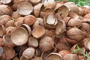 Coquille de noix de coco crue pour la fabrication de charbon de bois Vietnam origine 15% humidité emballage en vrac très bon marché pur expédition rapide déchets agricoles - Product Image 2