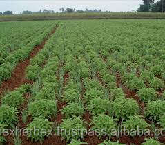 Apex คุณภาพ Coleus Forskohlii - Product Image 2