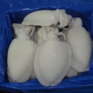 <b>Supplying</b> Dried Cuttlefish Bone/frozen Cuttlefish Powder for Bird at REASONABLE PRICE From Vietnam - Product Image 2