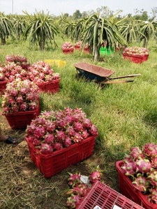 Fruit du dragon frais au prix le plus bas/Nouvelle récolte 2022 - Product Image 3