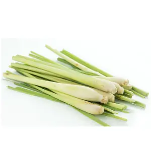 TOP QUALITY !!! OFFER FRESH LEMON GRASS with HIGH QUALITY and BEST PRICE- hot sale from navalo - VIETNAM vegetable products