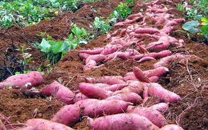Amidon de patate douce en gros / Farine / - Lily +84 906927736 - Product Image 2