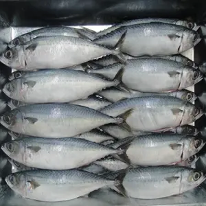 Congelato Pacific MackerelHot vendita Congelato Pacific sgombro pesce in vendita congelato sgombro prezzo, congelati jack sgombro