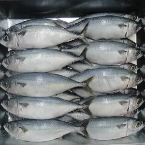 Frozen Pacific MackerelHot sale Frozen Pacific mackerel fish on sale frozen mackerel price,frozen jack mackerel