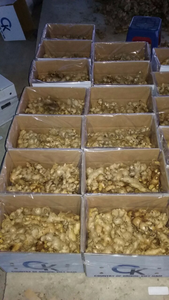 <b>Fresh</b> <b>Ginger</b> 200gr Up/ <b>Fresh</b> <b>Ginger</b>/<b>fresh</b> <b>Ginger</b> 5 kg Per Carton - Product Image 2