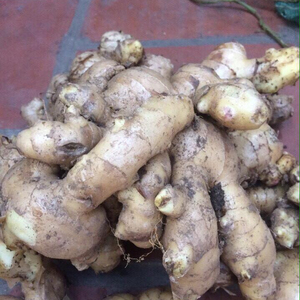 Gừng Tươi/Gừng Đông Lạnh Tại Việt Nam - Product Image 1