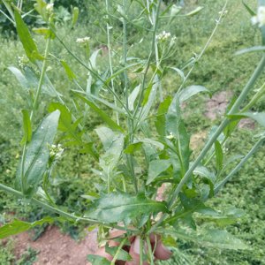 En vrac naturel brut sauvage séchée plante entière Capsella bursa-pastoris <span class=keywords><strong>sac</strong></span> à main de <span class=keywords><strong>berger</strong></span> pickbourse casemoût coupes pour herbe - Product Image 3