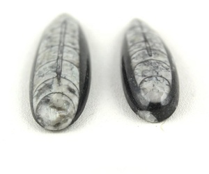 Orthoceras naturels pierres précieuses lâches forme de poire lisse beaux cabochons fabrication de bijoux collection de pierres style coupe - Product Image 1