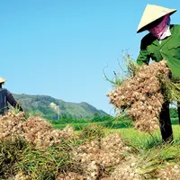 MIGLIOR PREZZO 2022-Aglio fresco biologico bianco e nero naturale all'ingrosso dal Vietnam-Esportazione in tutto il mondo