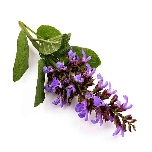 Idrolato di salvia sclarea puro al 100% (acqua floreale)