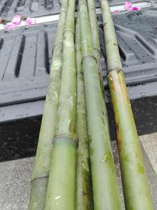POLES DE BAMBOU DURABLES POUR LA CONSTRUCTION ET L'ARTISANAT - Product Image 6