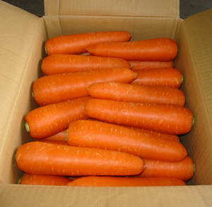 Vente en gros éplucheur de carottes/carottes en vrac 2024 - Product Image 1