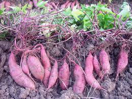 Viet Nam Purple <b>Sweet</b> <b>Potato</b> Premium Agriculture Product - Product Image 4