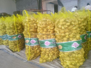 Non lavées Fraîches D'éléphants Gingembre - Product Image 4