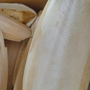 Hueso de Sepia/Concha de Sepia/Hueso de Sepia de Alta Calidad de Vietnam - Product Image 6