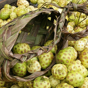Polvo de noni natural Premium de Vietnam, producto agrícola Premium de Vietnam - Product Image 5