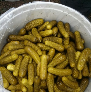 แตงกวาดองที่มีคุณภาพสูงราคาที่ดีที่สุด/เค็มแตงกวาใน2023 - Product Image 1