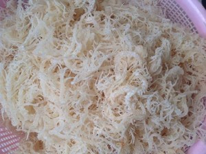 Vietnam Cottonii SeaWeed Fresh Export Grade Laver de Vietnam Entrega rápida Variedad rica en nutrientes - Product Image 3