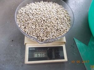 PIMIENTA BLANCA DE VIETNAM AL POR MAYOR PARA EXPORTACIÓN BUENA CALIDAD EL MEJOR PRECIO - Product Image 6