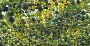 Fruits de la Passion, fruits de la passion, parfum de jus de fruits, passion - Product Image 3