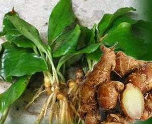 ผู้จัดจำหน่ายที่ดีที่สุด คาเอมเฟอร์เรีย กาลันกา เกรดพรีเมียม ขายดีจากเวียดนาม ส่งออก - Product Image 5