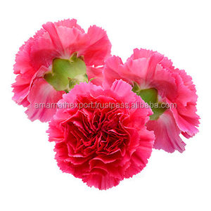 Aceite Absoluto Floral de Clavel 100% Puro al por Mayor, Aromaterapia Natural, Aceite Esencial Natural - Product Image 4