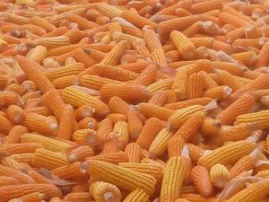 Maïs sec jaune d'origine du Bangladesh - Product Image 2