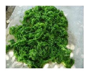 ALGA NATURAL ULVA LACTUCA DE ALTA CALIDAD - Product Image 4