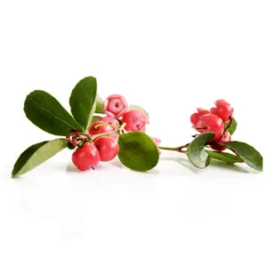 Ensemble d'huiles essentielles pures Wintergreen du fabricant népalais, certifié GMP, distillées à la vapeur, solubles dans l'eau, parfum d'arbre à thé - Product Image 2