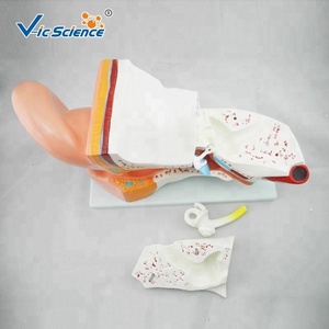 Modèle anatomique médical oreille humaine anatomie modèle fiant 5 fois modèle d'enseignement des sciences médicales - Product Image 6