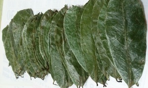 HOJAS DE GRAVIOLA/SOURSOP SECAS-MEJOR CALIDAD-PRECIO COMPETITIVO - Product Image 5