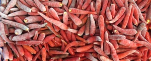 VENTA HOT RED CHILLI FROZEN STYLE Frozen Big Red Chili FROZEN IQF RED CHILI/ FROZEN RED PEPPER - Product Image 6