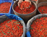 Goji Bessen Vietnam Product Met Hoge Kwaliteit