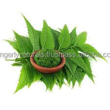 Proveedor Mayorista de Polvo de Neem de la India - Product Image 3