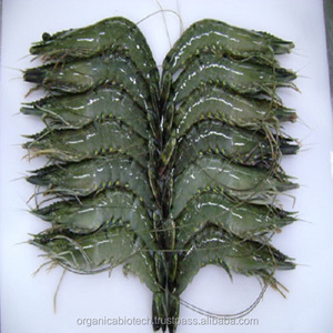 Probiotiques pour l'écloserie de crevettes Vannamei en Chine - Product Image 5