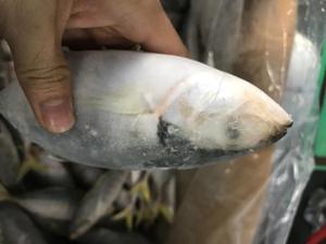 Prodotto di Vendita caldo Fresco Yellowtail Frutti di Mare All'ingrosso - Product Image 2