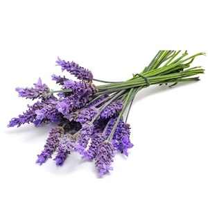 Hydrolat de lavande Bulgarie Fleurs 100% Pur OEM/ODM - Product Image 3
