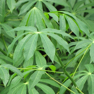 <strong>Cassava</strong> Hot - Product Image 1