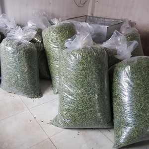 Suministro mejor precio verbena de limón seco origen en Vietnam - Product Image 6