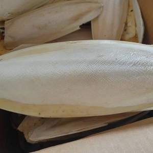 กระดูกปลาหมึกแห้ง/กระดูกปลาหมึก/กระดูกปลาหมึกสำหรับนก - Product Image 1