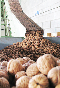 วอลนัทอบแห้งแบบครึ่งซีกพรีเมียมคุณภาพสูง แบบมีเปลือก 100% ธรรมชาติจากแอฟริกาใต้ ขายส่ง - Product Image 4