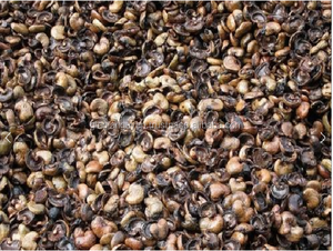 VIETNAM CAJOU HUSK 3-10MM pour TANNING Vente en gros Taille naturelle Cosse de noix de cajou crue pour l'alimentation animale Poudre de noix de cajou - Product Image 2