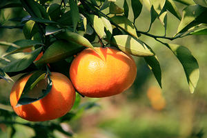 Top Vietnam 100% Calamansi fresco/naranja dulce a la venta/Ms Holiday - Product Image 5