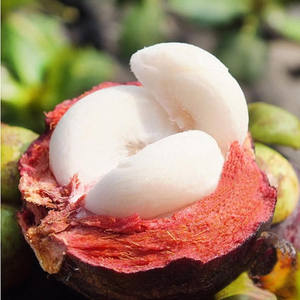 Fresh Mangosteen in Viet Nam/ High Quality/ Sweet - Product Image 2