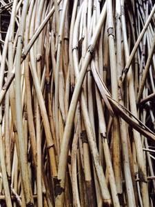 Mejor precio y buena calidad de ratán crudo/caña cruda - Product Image 4