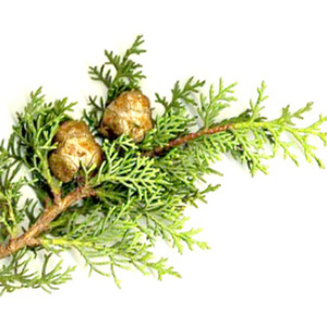 Achetez en ligne de l'hydrolat de cyprès (eau florale) d'Italie, distillé à la vapeur, OEM/ODM, approvisionnement en vrac - Product Image 4
