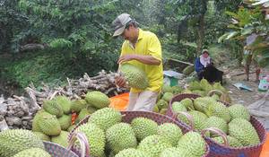 Durian fresco de alta calidad al mejor precio en 2024 - Product Image 4