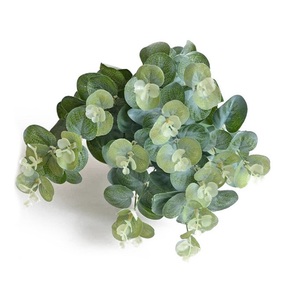 Proveedor indio de aceite esencial de eucalipto puro 10ml en botella de vidrio Proveedor de aceite esencial a granel - Product Image 5