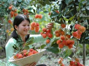 EN CULTIVO FRUTA DE RAMBUTANES FRESCOS-ORIGEN DE VIETNAM - Product Image 3